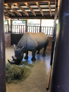 Black Rhinoceros, named Aria