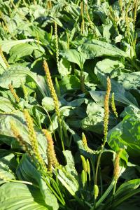 Wilderland Botanicals Plantago Major (Broadleaf Plantain)