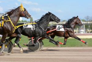 Horses | Harness Racing | Doping