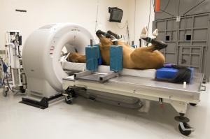 Global Veterinary Imaging Market