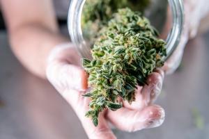 A cultivator prepares cannabis for harvest