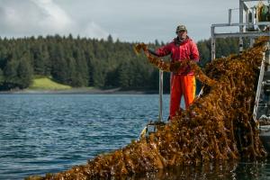 Blu3 partner and farm owner Nick Mangini harvests sugar kelp near Kodiak Island, Alaska.