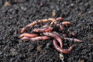 Earthworm Farming Market