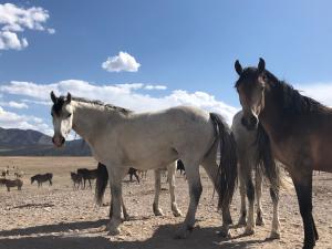Wild Horse Killings in Southern Utah Condemned by Animal Wellness Groups