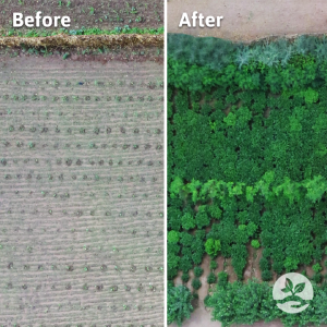 TREES Forest Garden Before and After
