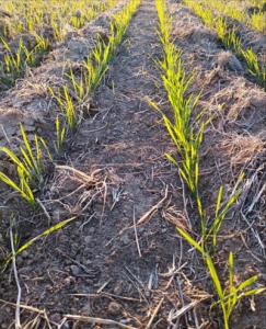 Early emergence of winter wheat for a Kansas grower using Locus AG’s Pantego Duo soil biological.