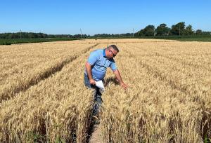 Locus AG’s lead agronomist, Dave Dyson, checks out wheat at a CRO in Indiana.