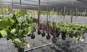 PlantVine nursery