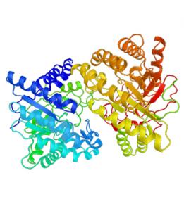 cellulase Market