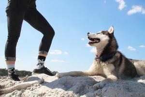 Fit husky dog with fit female owner on dog walk