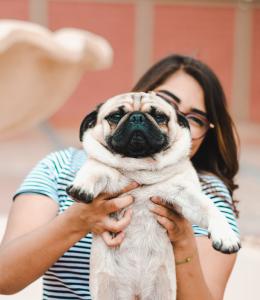 girl lifting pug to check dog weight