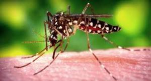 Mosquito Repellents and Care Market