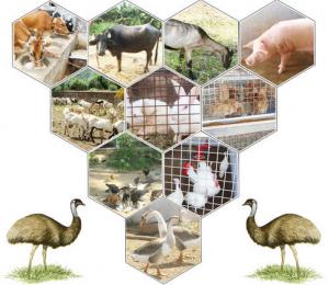 Indian Animal Husbandry Market