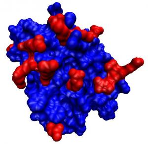 Human Endostatin Market