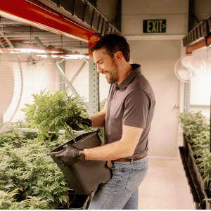 Colt Power holds indoor grown Cannabis plant