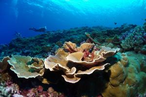 Diver underwater next to large coral on ocean bottom