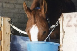 Complementary Feed for Sport Horses Market