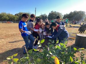 4th graders work together to loosen the root ball of the tree before it gets planted in the ground.