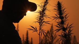 Farmer with hemp crop