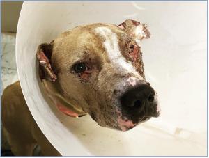 Burned dog in therapeutic cone
