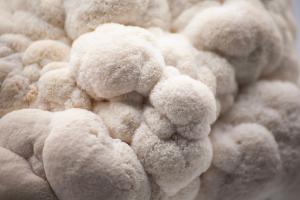 Lion's Mane (Hereceum cerasus) fruiting body