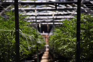 Trust your commercial cannabis grow planning with Canna Real Estate Group.
