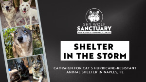 "Shelter in the Storm" Crowdfunding Banner