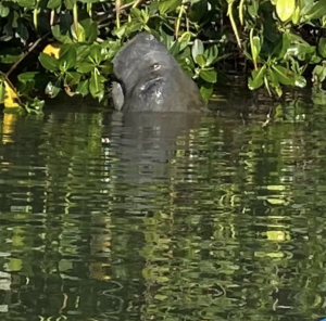 Manatee Munching on Mangroves in the City of Vero Beach Lagoon