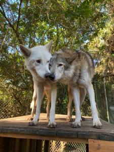 Chenoa and Kye, Shy Wolf Sanctuary resident wolfdogs