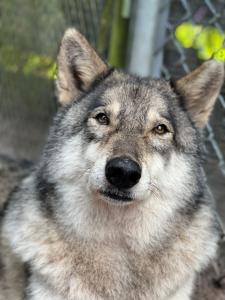 Treasure, Shy Wolf Sanctuary resident wolfdog