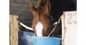 Global Complementary Feed for Sport Horses Market