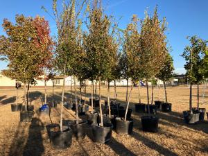 Species ranging from American Elm, Magnolia, to Mexican Oak went in the ground today, totaling 96 trees.