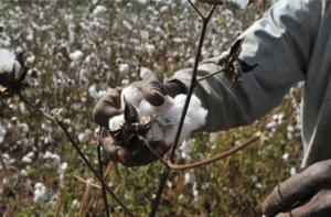 Global Cotton Picker Market