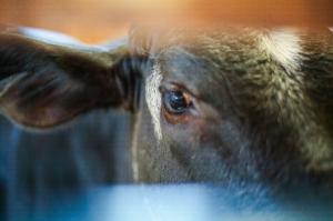 Close up of the cow's, Mike Jr., eyes.. Photo by Nancy Siesel