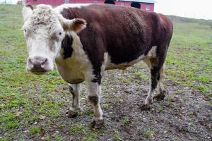 Brown and white cow, Freddie, at Skylands Animal Sanctuary. Photo by Nancy Siesel