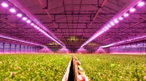 LED Lighting for Horticulture Application Market