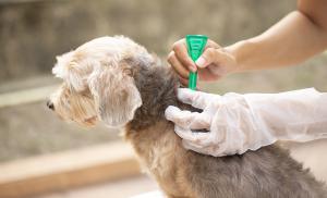 Flea And Tick Products Market Analysis