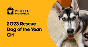 A husky puppy next to a yellow background with the words "2023 Rescue Dog of the Year: Ciri" and the Pedigree Foundation logo