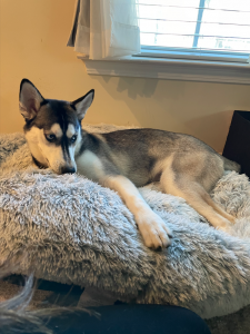 A young husky dog looking at the camera.