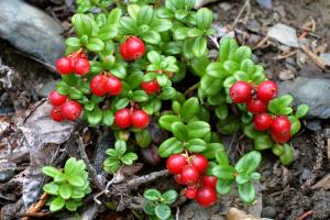 Alpine Cranberry (Vaccinium vitis-idaea), also known as Lingonberry