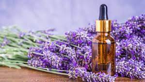 Lavender Essential Oil Extract Market