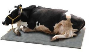 cow mat market