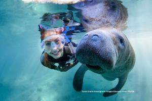 Swim with the Manatees