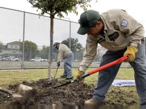 50 trees planted, species include chinkapin oak, redbud, Mexican plum, among others