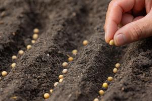 seed Market
