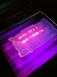 DNA Molecular Weight Marker Market