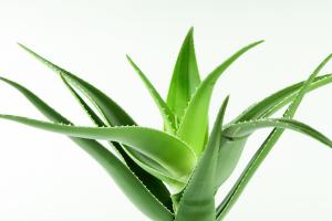 Aloe Vera Market