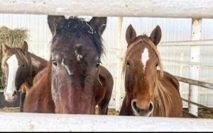 Horses at Feedlot Waiting to Ship Axross U.S. Border for Slaughter