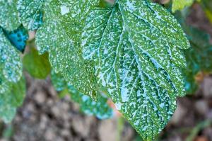 Plant Fungicides Market