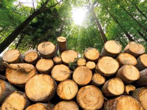 Biomass Fuel Market